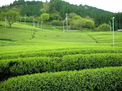 龍馬脱藩ゆかりの道・茶畑
